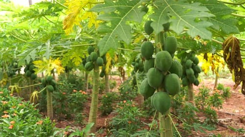 Papaya Tree in the Farm - agricultural Field scene in tindia - Landscape Green Nature - Fruit Plant