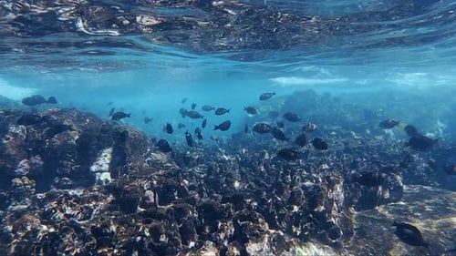 Peces negros, olas azules. Bajo la superficie del océano, entre los corales, se amontonan peces negros