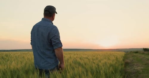 A Farmer Looks at His Field of Wheat Clear Summer Evening