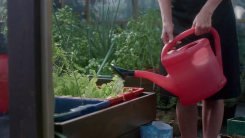 Woman Waters Plants in Greenhouse with Watering Can