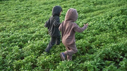 Little Happy Boys Twins Running in Green Mustard Field
