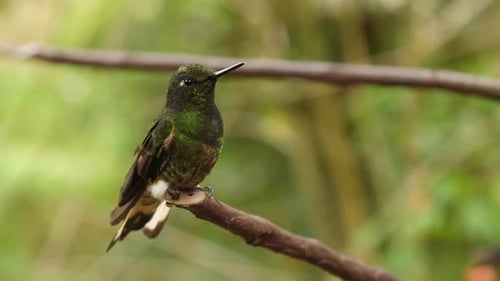 Nahaufnahme eines großen grünen Kolibris auf einem Ast in den Anden in Zeitlupe