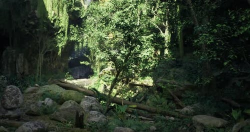 Lush Green Forest Showcasing Vibrant Flora and Natural Rock Formations