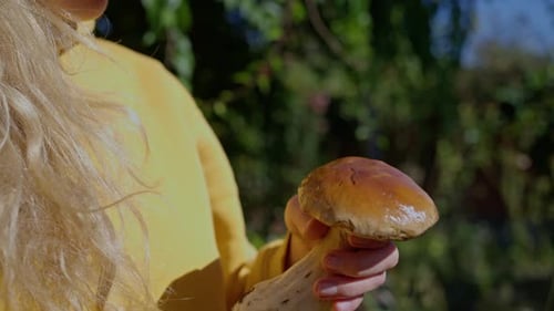Picking Season Porcini Mushrooms Close Up of Woman Holding Beautiful Mushroom