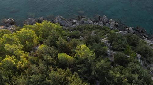 Forest Rocks and Sea