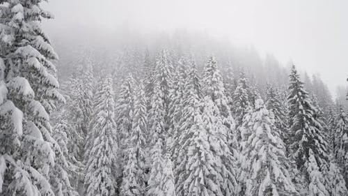Abetos cubiertos de nieve