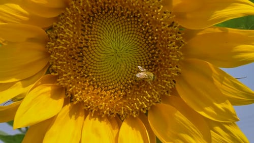 Bee on a sunflower in golden light