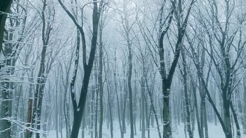 Hiver, neige, forêt, automne, arbre blanc, branche de pin, nature, froid