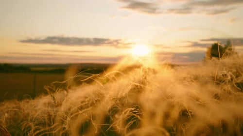 Closeup Wheat Spikelets on Field on Beautiful Nature Sunset Landscape on Sun Rays Grown Rich Harvest