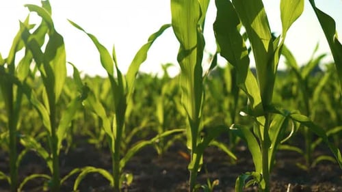 Corn Agricultural Field Farming Organic Food at Maize Crops Green Cornfield Close Up at Sunset