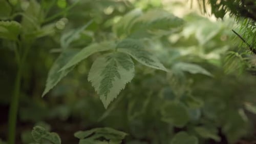 Close Up Shot Of A Bushy Green Plant Moving In A Breeze In A Garden Landscape.