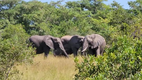 Herde afrikanischer Buschelefanten im Krüger-Nationalpark, Südafrika im Sommer. Weitwinkelaufnahme