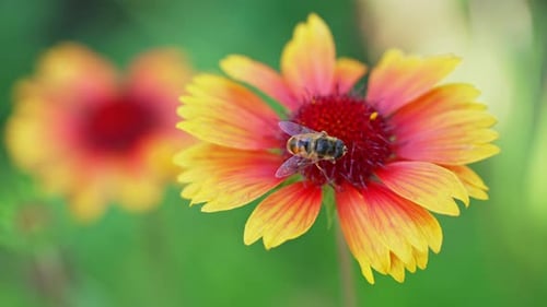 A Bee Collecting Nectar From Vibrant Flowers in a Garden Setting