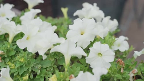 Beautiful White Petunias Blossom in Garden on Sunny Day