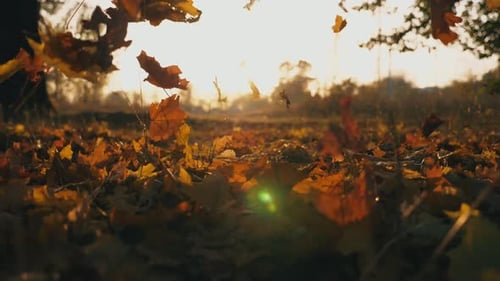 Yellow Autumn Leaves Falling on Forest Lawn Bright Sunset Light Illuminates Fallen Foliage Beautiful