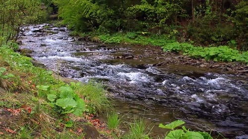 Fast mountain river flowing through a lush green forest in the ukrainian carpathians