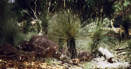 Realistic Australian Outback Bushland with Grass Trees