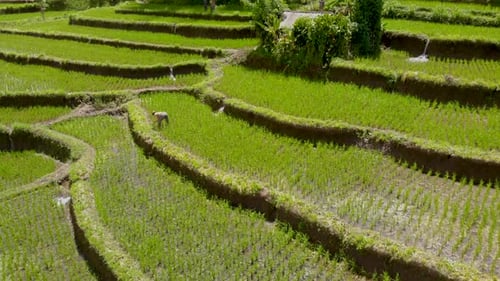 Aerial pan over farmer harvesting rice in Bali, Indonesia.