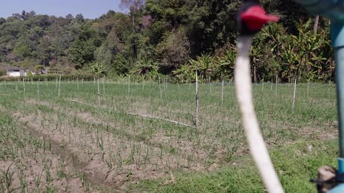 Thai Crop Field with Irrigated Tubers in Foreground