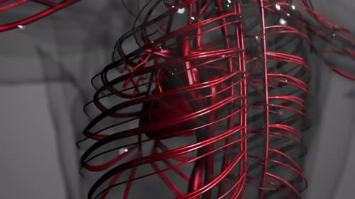 Medically Accurate Animation of Heart with Vains and Arteries