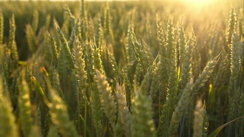 Green Wheat Lit By Sunlight