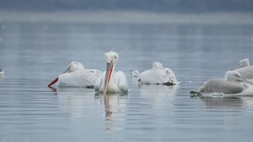 Group of Dalmatian Pelican with Red Beak Resting Lake Kerkini Greece
