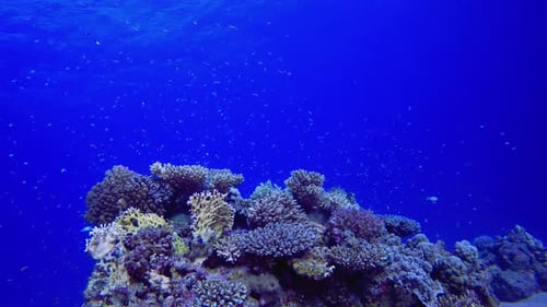 Colourful Coral Reef