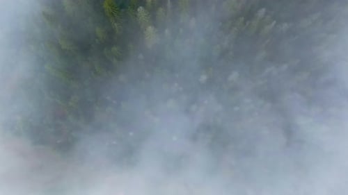 Top View White Morning Fog Over Evergreen Coniferous Forest in Highland Live Camera Moves Along Mist