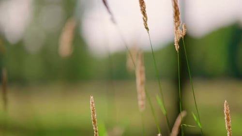 Strohgras im Wind auf einem Feld