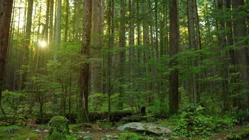 Moving Through the Lush Green Forest at Sunset Stunning Canadian Nature
