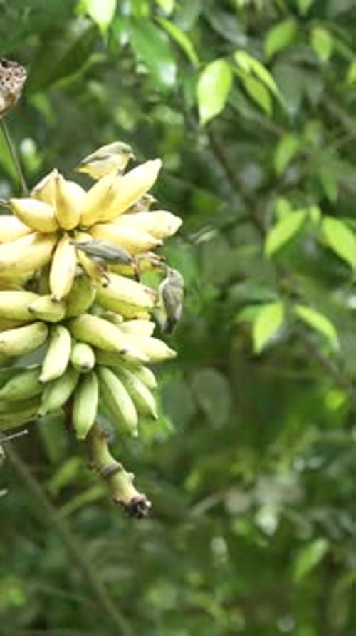 Orange-bellied flowerpecker birds eating bananas in the garden