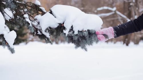 Person's Hand Shakes Snowy Branch in Winter