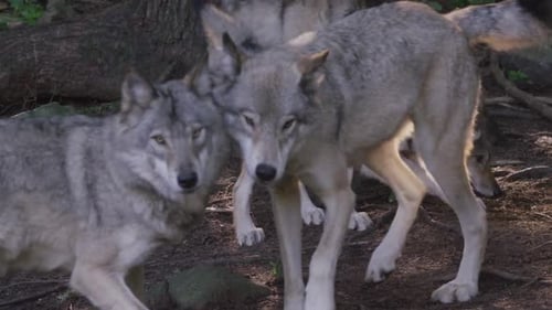 Canadian Wildlife - Wolf pack in the woods slow motion stalking