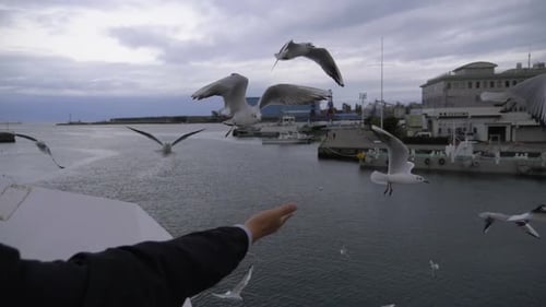 Person Feeds White Seagulls at Waterfront Dock