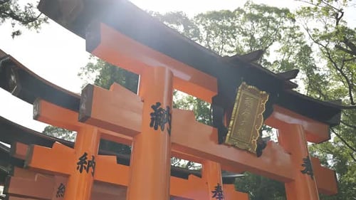Un portail torii orange saisissant se dresse au milieu d'arbres d'un vert luxuriant, illuminé par la lumière du soleil. Transformation du texte