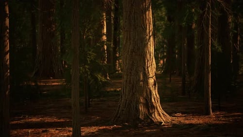 Giant Sequoia Trees Towering Above the Ground in Sequoia National Park