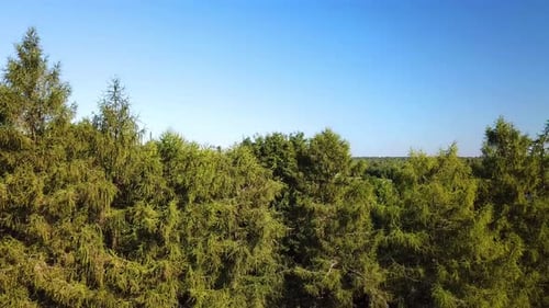 Beau paysage de lacs dans le district de Shumilinsky 17