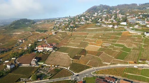 Aerial View of Terraced Vineyard on Rolling Hills