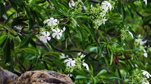 Close Up of Tropical Plant with White Flowers