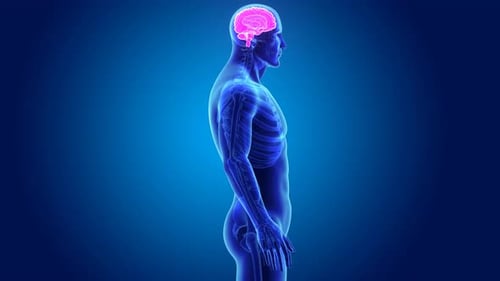 Human brain highlighted inside a digital body representation