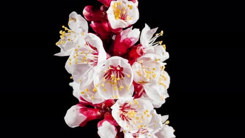 Aprikosenblüte auf einem im Zeitraffer blühenden Frühlingszweig auf schwarzem Hintergrund. Frühlingsblume