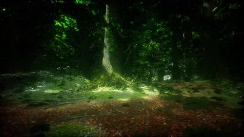 Tree Roots and Sunshine in a Green Forest