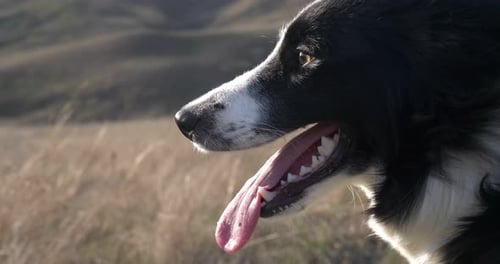 Portrait of a Beautiful Young Black and White Border Collie Against the Background of Autumn Hills
