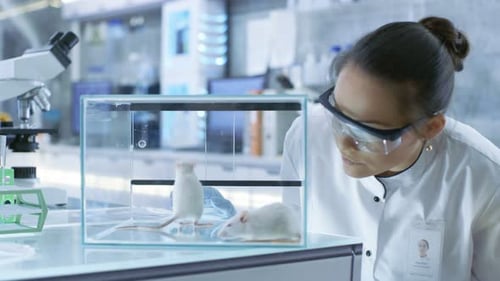 Focused Woman Examining Mice in a Scientific Laboratory