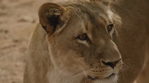 Extreme close up of a beautiful lioness