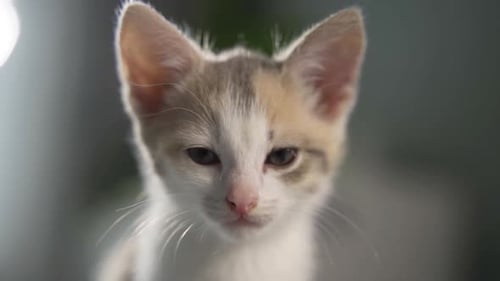 Close Up of a Small, Light-Colored Kitten