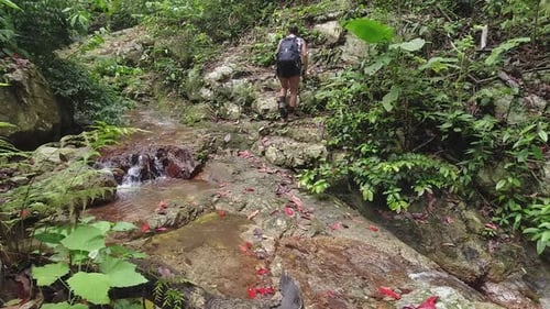 Woman hikes up dense, green jungle path beside small forest creek