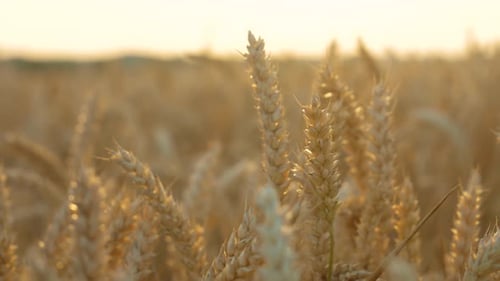 Golden Field with Tall Wheat Grass With Sun in Background Picturesque Scene Vast Wheat Field Bathed