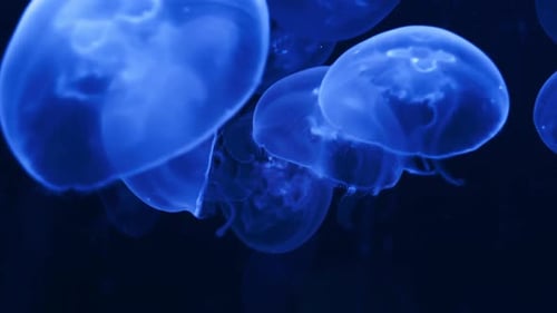 Hand-held shot of a group of neon blue jellyfish swimming in the deep dark ocean