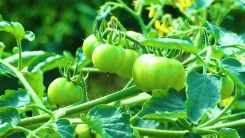 Bunch Of Fresh Green Unripe Tomatoes Growing On A Branch. Close-up Shot